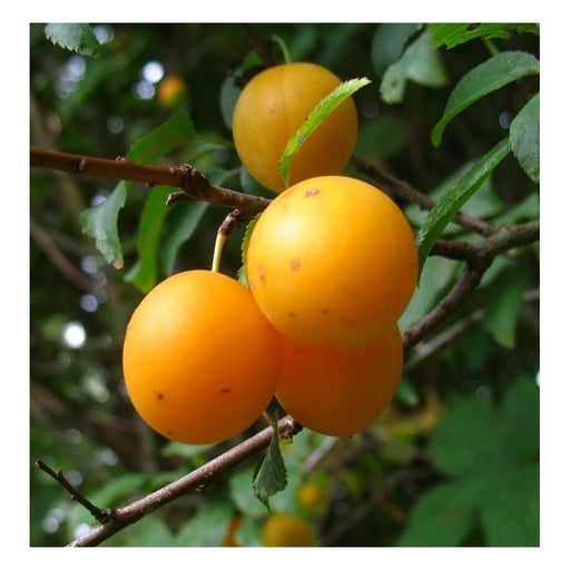 Mirabelle Mirabelle v. Pillnitz Busch