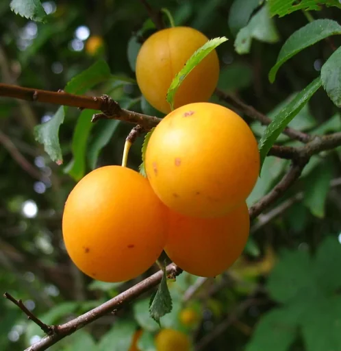 "Mirabelle "Mirabelle v. Pillnitz" Busch, im 10L-Container, süß und aromatisch image"