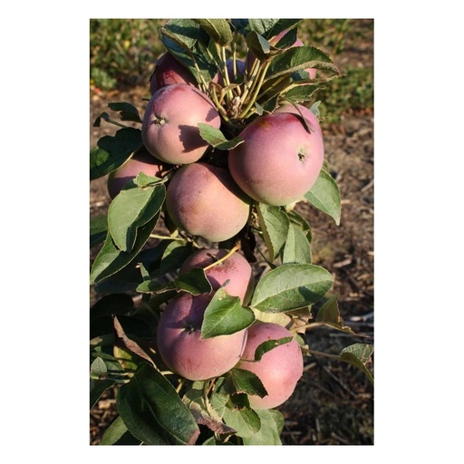 "Säulenapfel 'McIntosh' (Malus domestica) – winterhartes Obstgehölz, im 7,5-L-Container image"