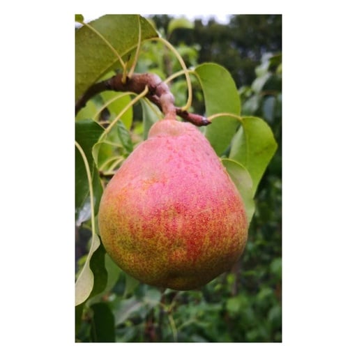 "Birne 'Vereinsdechants Kirchensaller' (Pyrus communis) – winterharter Obstbaum, als Busch, im 10-L-Container image"