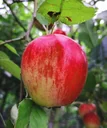 Apfel "Rote Sternrenette" Busch, im 10L-Container