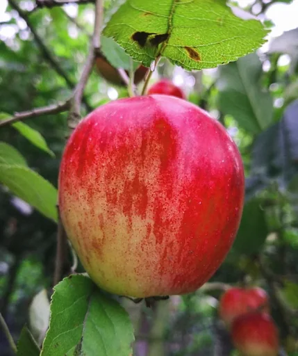 "Apfel "Rote Sternrenette" Busch, im 10L-Container image"