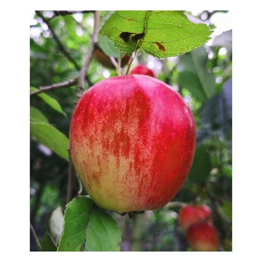 "Apfel 'Rote Sternrenette' (Malus domestica) – winterhartes Obstgehölz, als Busch, im 10-L-Container image"