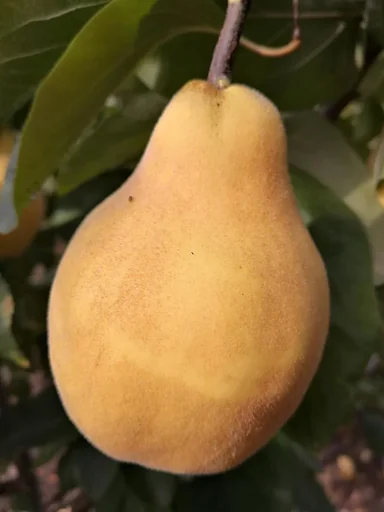 "Quitte "Vranja Birnenquitte" Busch, 10L-Container image"