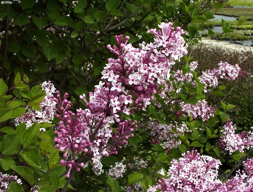 "Meyers Flieder Josee - Syringa meyeri - 7.5 L Topf 60-80 cm image"
