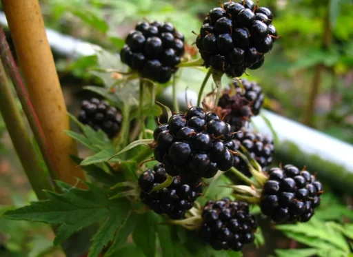 Brombeere „Triple Crown“