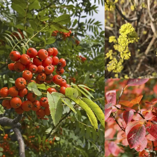 Insektennährgehölzhecke mit Kornelkirsche, Vogelbeere und Kupferfelsenbirne