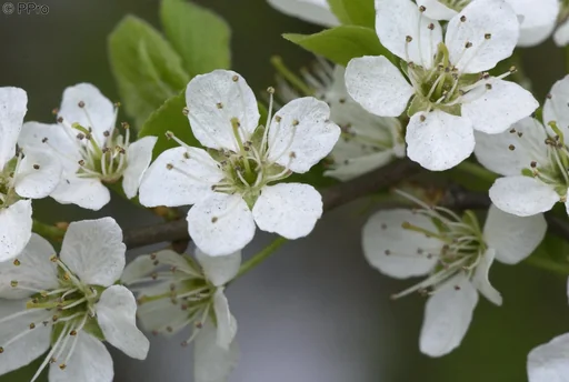 "SchleheSchwarzdorn Prunus spinosa - 7.5 L Topf 60-80 cm image"