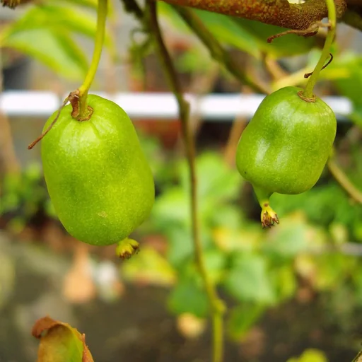 "Kiwi "Bayernkiwi weiblich", 3,5L-Container image"