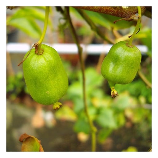 "Kiwi "Bayernkiwi weiblich", 3,5L-Container image"