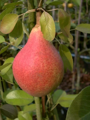 "Birne "Clapps Liebling" Halbstamm, im 10L-Container, saftiges, schmelzendes Fruchtfleisch, süßer Geschmack image"