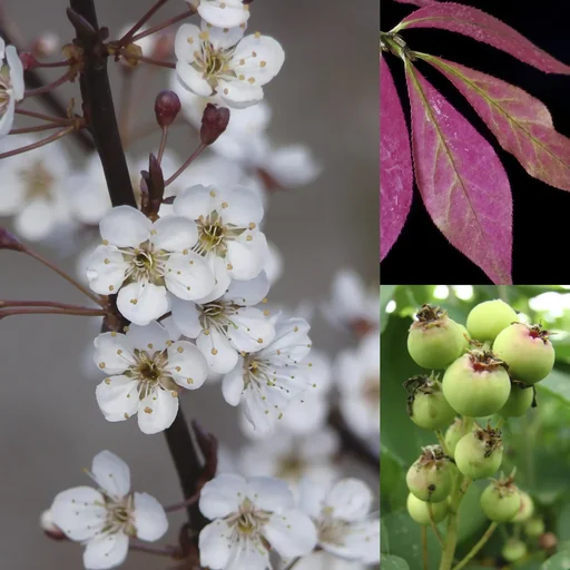 "Vogelnähr- und Schutzhecke für 3 m Hecke, 80-100 cm hoch, 7,5 Liter Topf, 6 Stück im Set, 2 x Felsenbirne, 2 x Blutpflaume, 2 x Pfaffenhütche image"