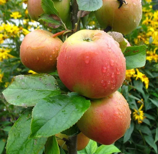 "Apfel "Goldparmäne" Halbstamm, im 10L-Container image"