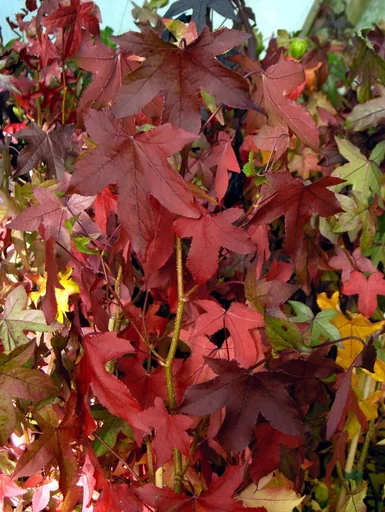 "Amberbaum säulenförmig Liquidambar styracifl. Slender Silhouette - 7 L Topf 80-100 cm image"