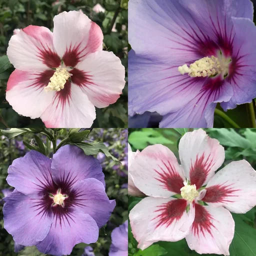 "Garteneibisch Hibiscus syriacus "Hamabo" + "Marina", 4,6 Liter Topf, 50- 60 cm hoch, 2 Stück im Set image"