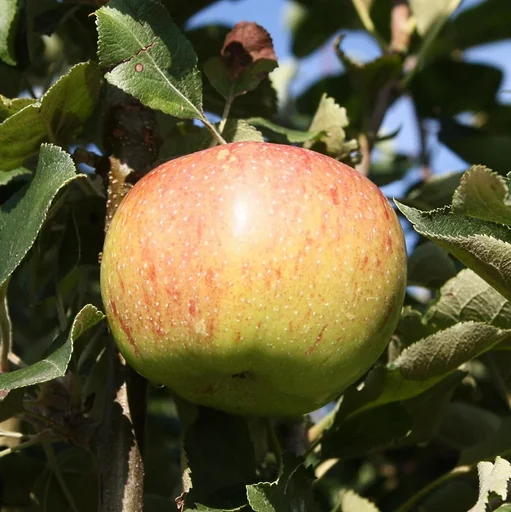 "Apfel "Jonagold" Halbstamm, im 10L-Conatiner image"