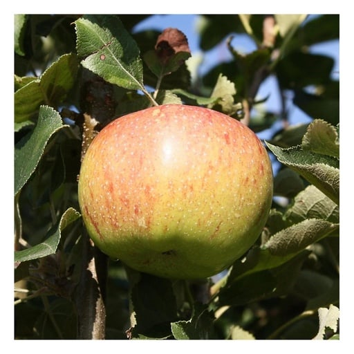 "Apfel "Jonagold" Halbstamm, im 10L-Conatiner image"