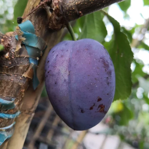"Pflaume "Ersinger Frühzwetsche" Halbstamm, im 10L-Container, saftig, süß, säuerlich, würzig image"