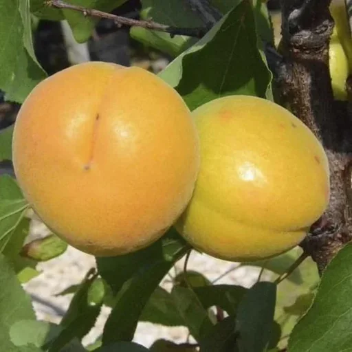 "Aprikose "Harlayne" Halbstamm, im 10L-Container, festes Fruchtfleisch, süß und aromatisch, robust image"