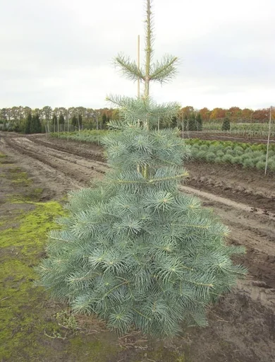 "Colorado-Tanne Grautanne Abies concolor - Solitär mit Ballen 125 -150 cm image"