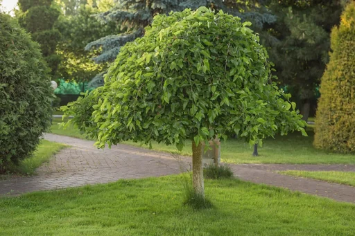 "Hängender Weißer Maulbeerbaum Morus alba Pendula - 20 L Topf Stammhöhe 120 cm image"