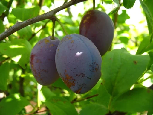 "Pflaume "Topfirst" Busch, im 10L-Container, sehr frosthart, gut steinlösend image"