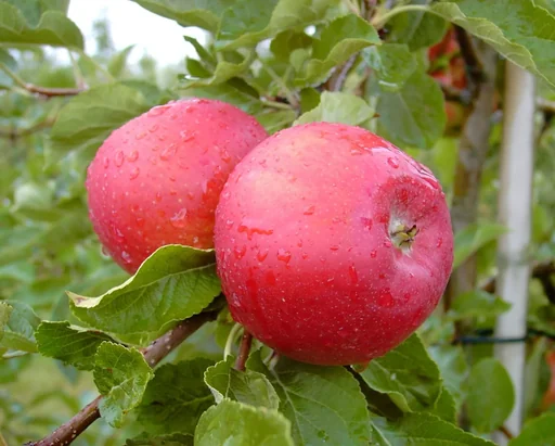 "Apfel "Idared + Dülmener" 2 Sorten auf einem Stamm, im 10L-Container image"