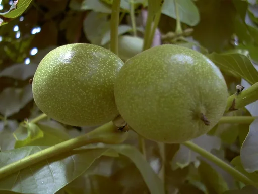 "Walnuss "Esterhay II", 10L-Container, mittelgroße bis goße Frucht image"
