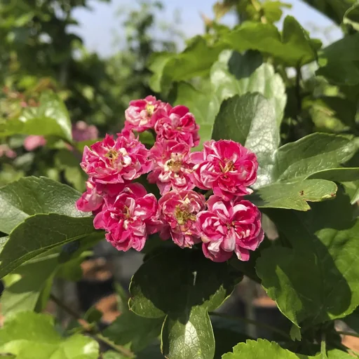 "Rotdorn Paul´s Scarlet - Crataegus laevigata - 7 L Topf 80-100 cm image"