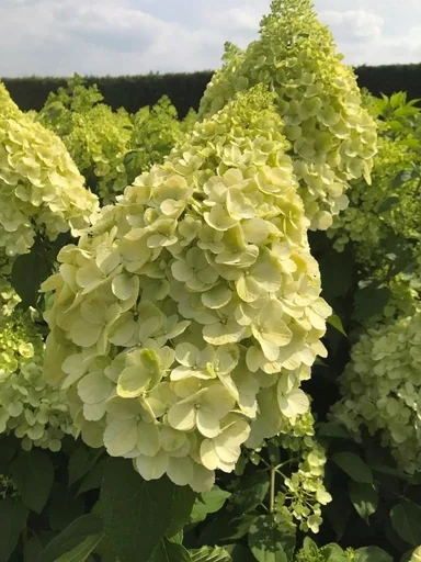 "Rispenhortensie Polar Bear - Hydrangea paniculata - 12 L Topf 80-100 cm image"