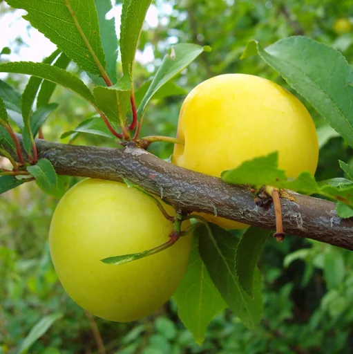 "Jap. Pflaume "Golden Japan" Busch, im 10L.Container, saftig, süß-säuerlicher Geschmack image"