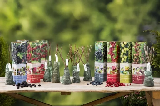 "Flower-up Set mit 8 Obstbäumen 30-40cm image"
