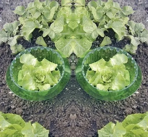 "Pflanzenkragen und Schneckenschutzring - 5 Stück image"