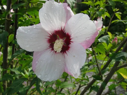 "Garteneibisch Pinky Spot - Hibiscus syriacus - 12 L Topf 80-100 cm image"