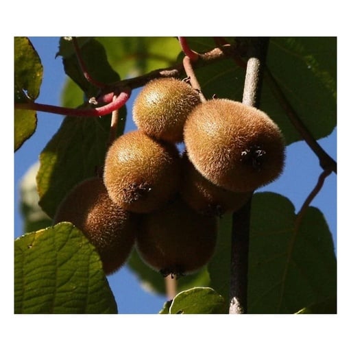 "Kiwi "Solo", 3,5L-Container, image"