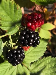 Brombeere 