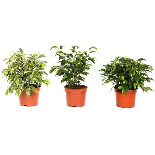 "Flower-up Trauerfeigen Ficus Benjamina 3 Stück 25-35 Cm Ficus benjamina Grün Kinky, Kinky & Natasja image"