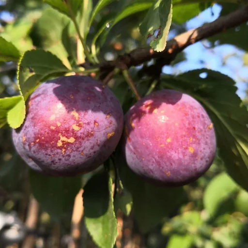 "Pflaume "Kirkespflaume" Busch, im 10L-Container, sehr süß und saftig image"