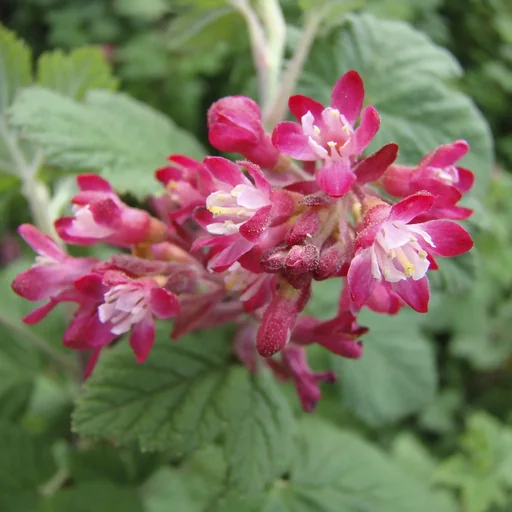 "Zierjohannisbeere Pulborough Scarlet - Ribes sanguineum- 12 L Topf 100-125 cm image"